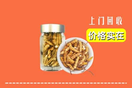 商丘宁陵县回收散虫草