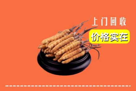 商丘宁陵县回收冬虫夏草